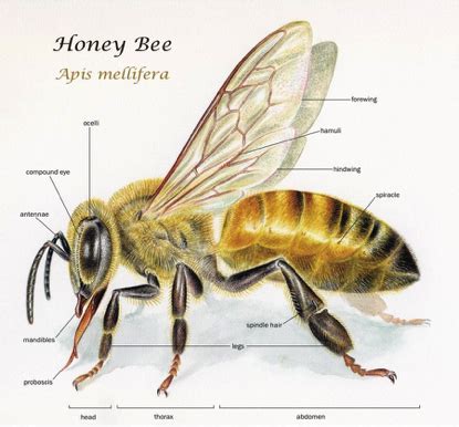 Ellen Bee's Physical Appearance and Measurements