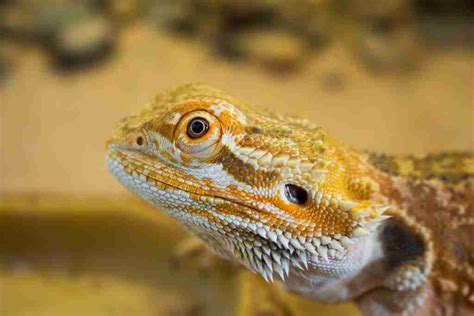 Elusive and Mysterious: Secrets of Dragon Behavior Revealed