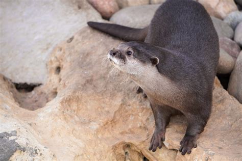 Embark on an Unforgettable Adventure with Otters and Fulfill Your Ultimate Fantasia