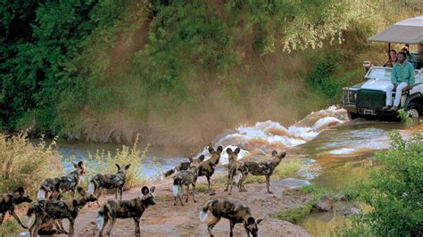 Embarking on a Journey to Discover the Enthralling Wildlife of Southern Africa