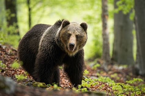 Embrace Your Adventurous Spirit and Come Face to Face with an Enormous Brown Bear