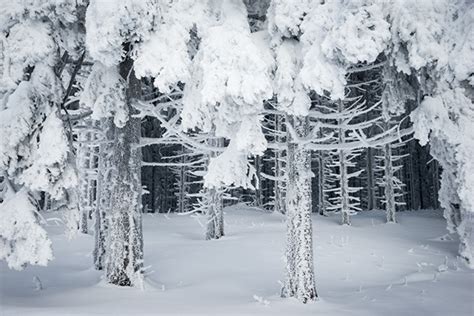 Embrace the Enchanting Beauty of Snow