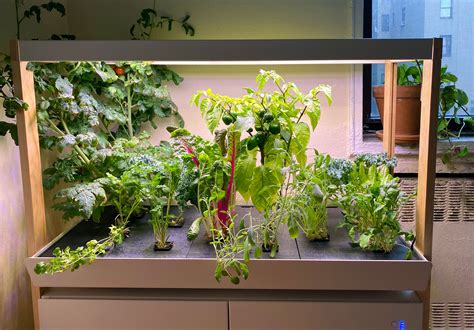 Embracing Nature: The Evolution of Indoor Gardening