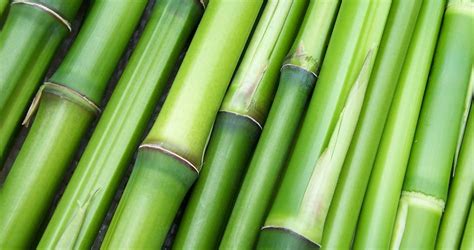 Embracing Sustainability: Bamboo as a Renewable Resource