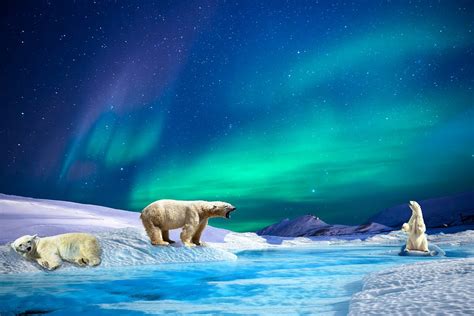 Embracing the Arctic Wonders: Polar Bears and the Northern Lights