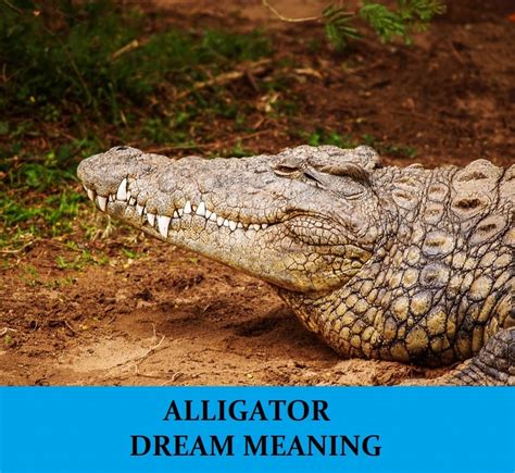 Embracing the Power: Harnessing the Symbolism of Crocodile Dreams