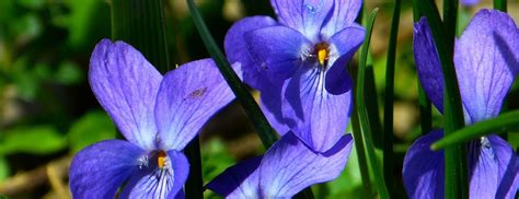 Embracing the Power and Energy of the Enigmatic Violet Reptile in Everyday Life