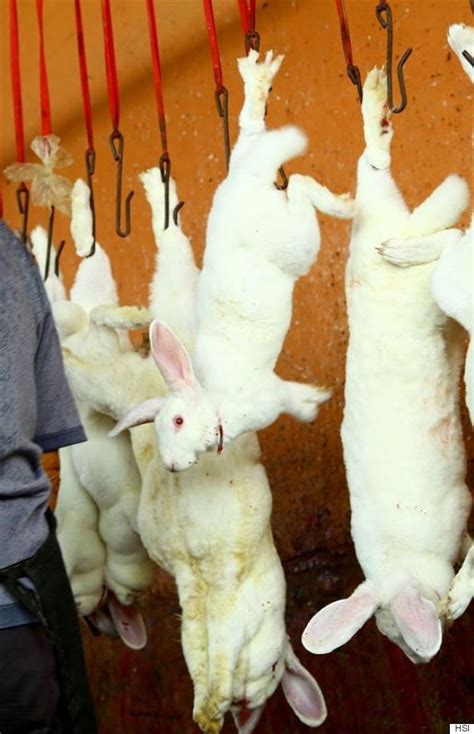 Embracing the Soothing Influence of Rabbit Slaughter Nightmares