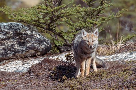 Embracing the Wisdom: Exploring the Insights Unveiled by Symbolic Dreams of Small Mammals