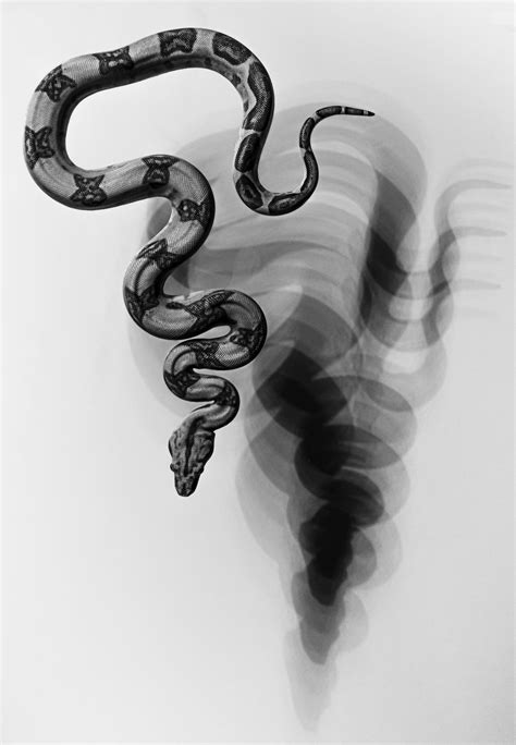 Embracing the Wisdom of the Affable Serpent in Your Reveries