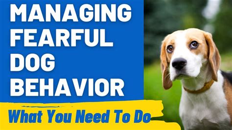 Empowering Yourself: Overcoming the Fear of an Aggressive Canine Encounter