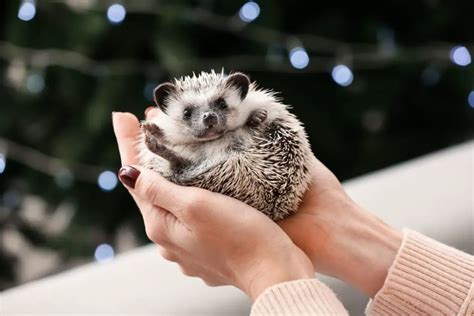 Enchanting Hedgehog Breeds: A Kaleidoscope of Fluff and Spines