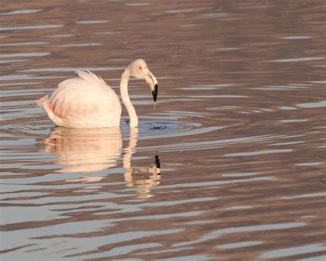 Enchanting Reveries of the Exquisite Albino Flamingo - A Rare and Ethereal Gem