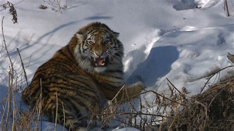 Encounter Rare Wildlife in the Untamed Wilderness of Siberia