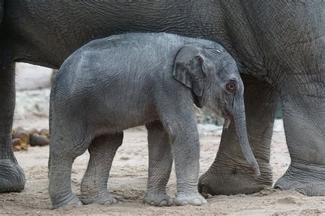 Encountering the Enchanting World of a Young Pachyderm: An Extraordinary Wildlife Experience