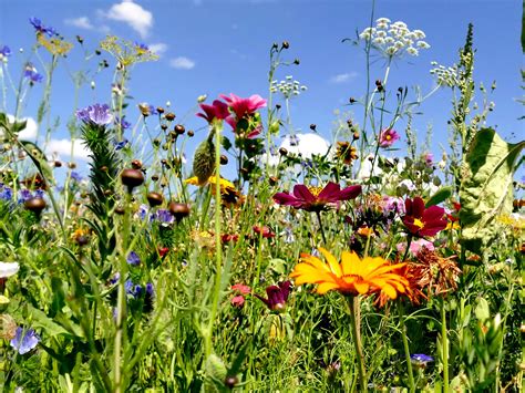 Enhance biodiversity in your backyard