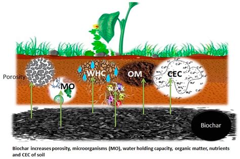 Enhances Soil Quality and Nutrient Retention