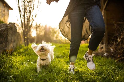 Enhancing Physical Well-being for Pets: A Focus on Promoting their Health