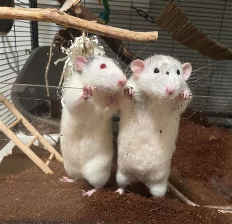 Enhancing Your Rat's Life with Toys and Activities