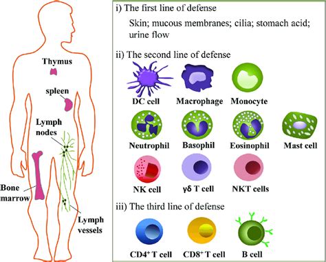 Enhancing the Body's Defense Mechanism: The Impact of Dreams on the Immune System