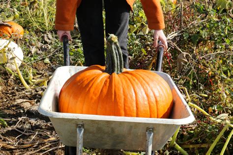 Enhancing the Bounty of Your Pumpkin Harvest Dreams