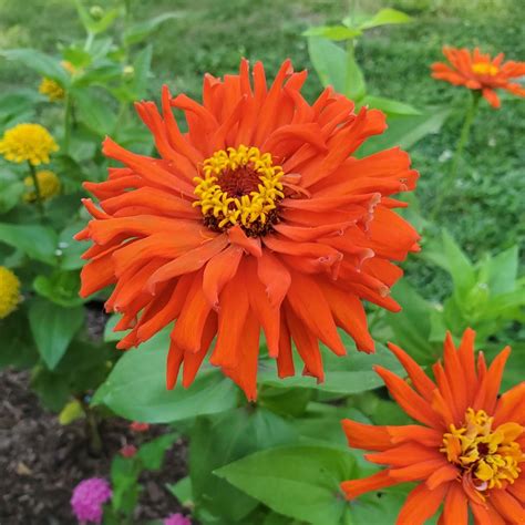 Enhancing the Visual Impact of Your Garden with Fiery and Sunny Blossoms