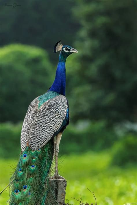 Enjoy and Appreciate the Majestic Splendor of Rescued Peafowls