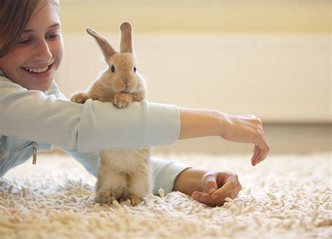 Ensuring a Healthy Life for Your Rabbit