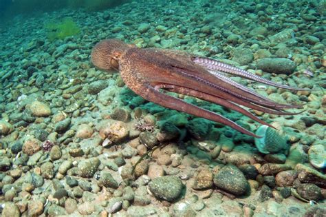 Environmental Concerns: Preserving the Conservation of Octopuses in their Natural Habitat