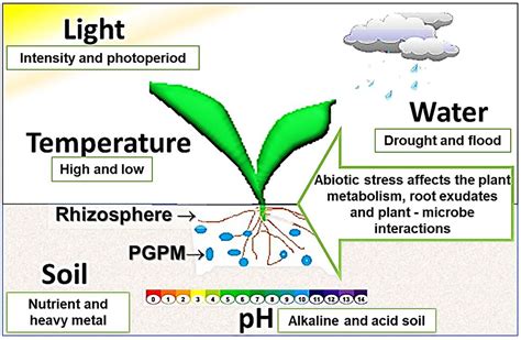 Environmental Factors that Influence Germination and Seedling Development