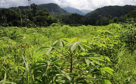 Environmental Impact of Cassava Cultivation: A Sustainable Crop