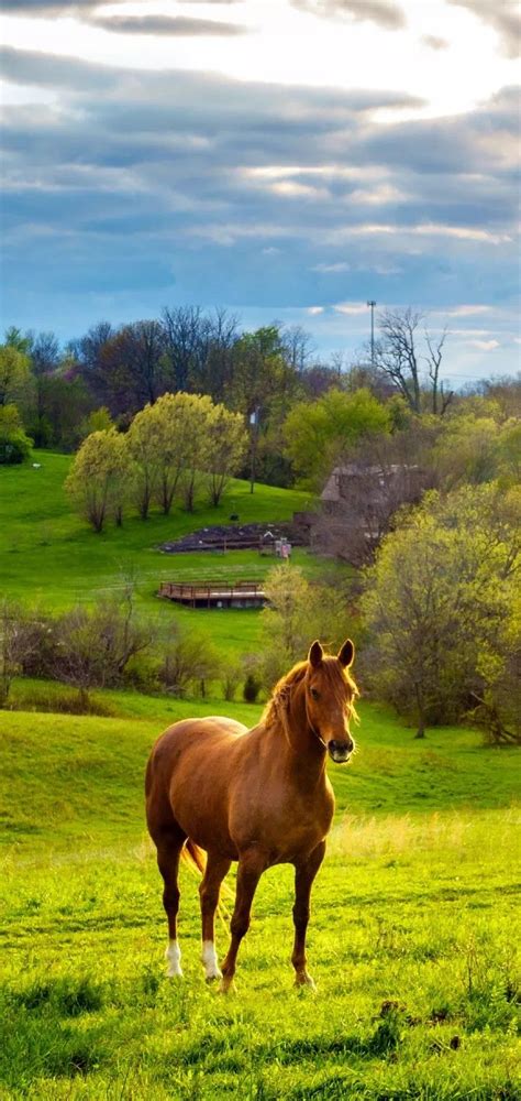 Escaping Reality: Exploring the Horse's Dream as an Expression of the Yearning for Freedom