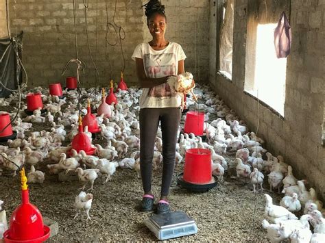 Essential Equipment for a Successful Poultry Farm