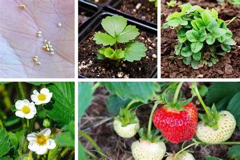 Essential Steps for Starting Your Strawberry Planting Journey