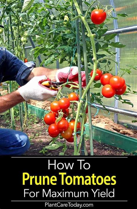 Essential Tips for Planting and Caring for Tomato Seedlings