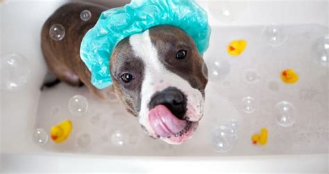 Establishing Trust: Creating a Positive Association between Pups and Bath Time