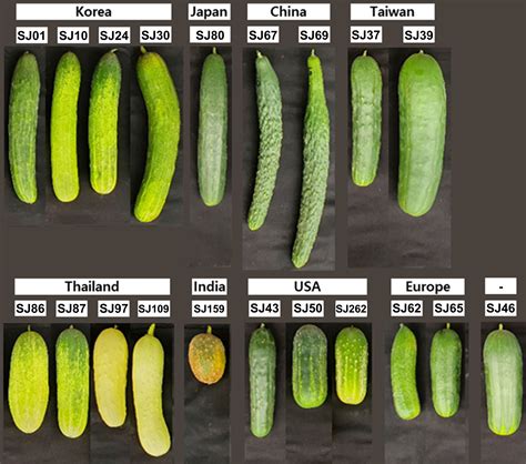 Evaluating Cucumber Quality