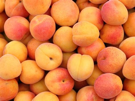 Everything You Need to Know About Apricot Babe