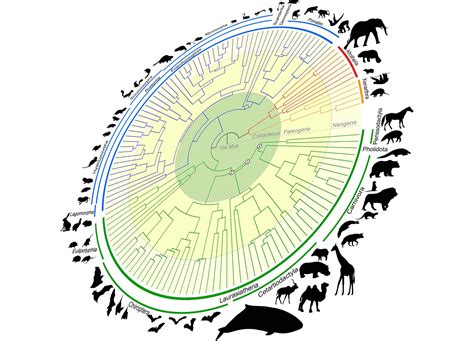 Evolutionary Puzzle: Tracing the Genetic Lineage of the Pale Mammal