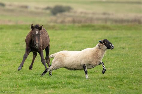 Examining Sheep Chasing Dreams as an Exploration of Power Dynamics