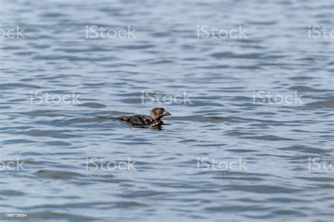 Examining the Emotional Connections in Visions of Ducklings Emerging