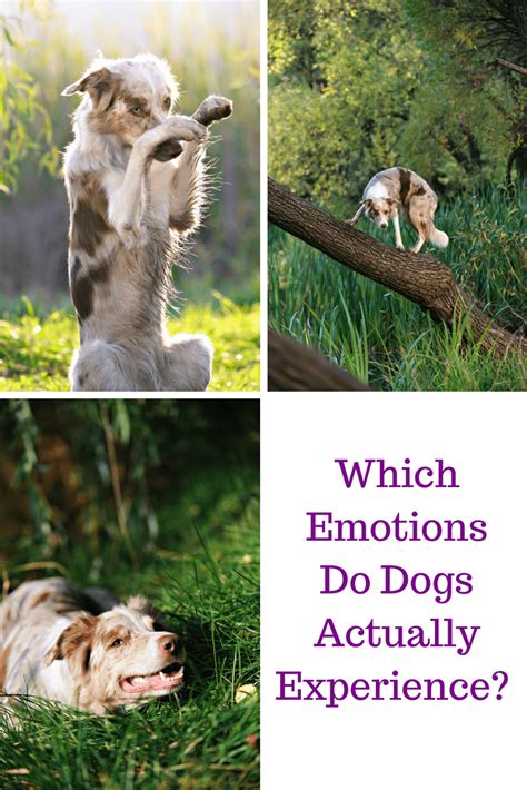 Examining the Emotional Response Elicited by Grubby Canine Reveries