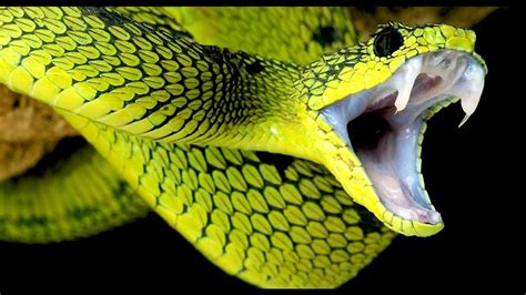 Examining the Impact of the Serpent's Lethal Venom in the Dreamer's Life