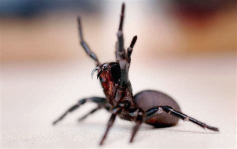 Examining the Role of Deadly Spiders in Nightmares