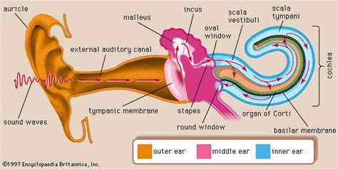 Expanding the Horizons of Auditory Research: The Quest for Enhanced Human Hearing