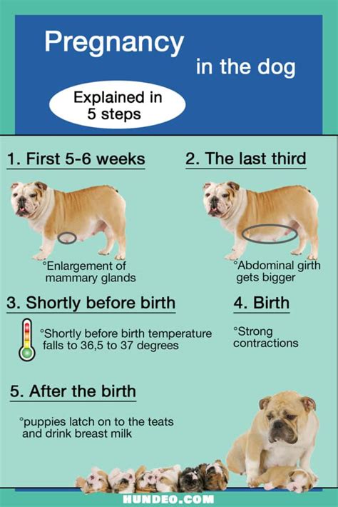 Expecting New Beginnings: Unveiling the Significance of Pregnant Dog Dreams in Relation to Change