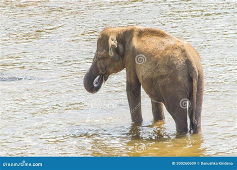 Experiencing the Beauty and Majesty of the Magnificent Ivory Giants