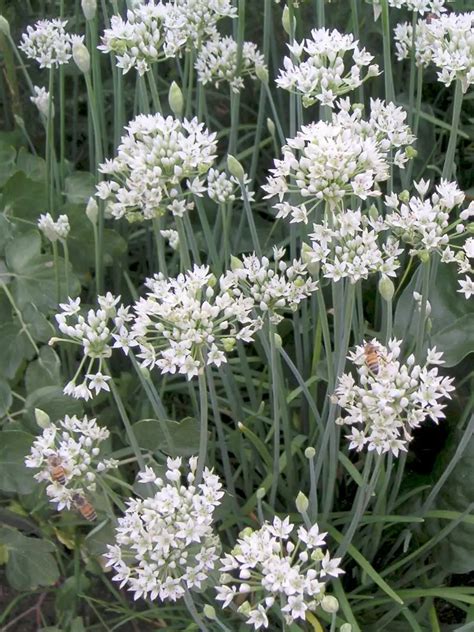 Experiencing the Enthusiasm: Exploring the Liveliness of Verdant Allium sativum