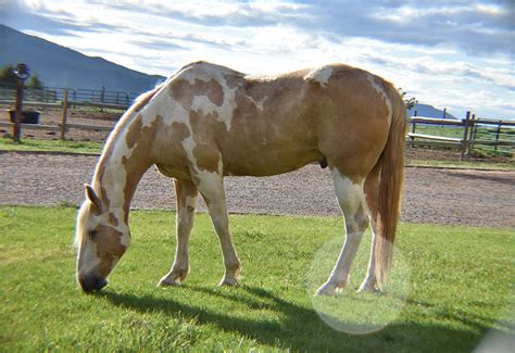 Experiencing the Thrill Firsthand: Attending a Equine Clash Event in Your Vicinity