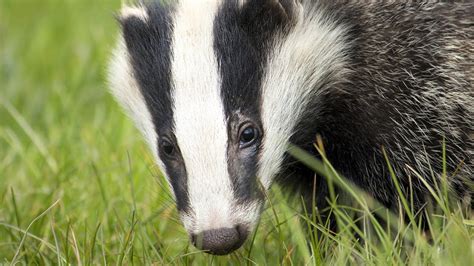 Expert Advice: What to Do If You Encounter a Real Badger in the Wild